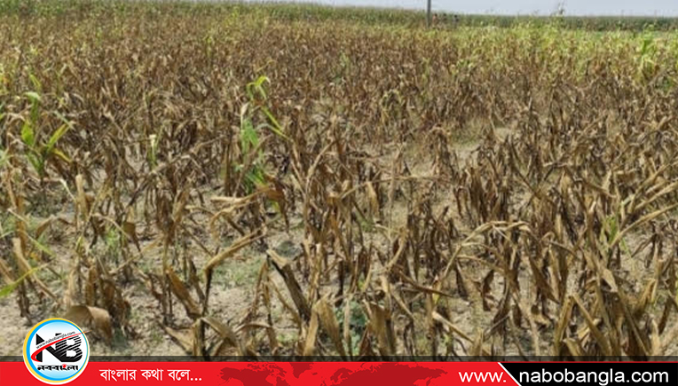 ১৮ বিঘা জমির ভুট্টাগাছ